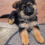 Dopo la morte di Elena, il piccolo Matteo trova Leo sotto l’albero: un cucciolo per ricominciare a sorridere