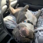 Cercavano un cane vivace, poi scelgono il cucciolo più calmo del recinto