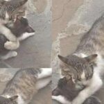 Gatta randagia partorisce dietro una fioreria: la proprietaria salva lei e i suoi quattro cuccioli