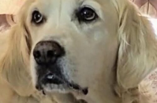 Dolly è stata salvata in Serbia dopo sei anni difficili ed è arrivata in famiglia nel giorno del dolore per Skye. Per sei anni Dolly ha vissuto in condizioni durissime in Serbia, costretta a restare all’aperto senza un riparo adeguato, esposta al freddo, alla pioggia e al caldo. Aveva poco cibo, poca acqua fresca e nessuna vera protezione. La sua vita era fatta di attese, sopravvivenza e privazioni. La cagnolina era stata anche usata per avere cuccioli. Nessuno di loro è sopravvissuto: sono morti nel fango del cortile in cui veniva tenuta, senza cure veterinarie e senza la possibilità di crescere in sicurezza. Una storia pesante, segnata da abbandono e mancanza di assistenza. Dolly salvata in Serbia da Goga Lazar La svolta è arrivata grazie a Goga Lazar, la persona che l’ha portata via da quella situazione. Il salvataggio è avvenuto in un giorno particolarmente doloroso per la famiglia che poi avrebbe accolto Dolly: lo stesso in cui era morta Skye, l’amata Golden Retriever chiara con cui avevano condiviso una parte importante della loro vita. L’arrivo di Dolly non ha cancellato la perdita di Skye, ma ha aperto una nuova fase. Nel gennaio 2018 la cagnolina è entrata nella sua nuova casa e ha iniziato un percorso di cure e attenzioni, compresa la terapia per la filariosi cardiopolmonare. La nuova vita dopo la malattia e la paura Nonostante tutto quello che aveva vissuto, Dolly ha mostrato subito una natura affettuosa. Goga Lazar la chiamava “Amore Puro”, una definizione che la nuova famiglia ha sentito vera fin dai primi giorni. La sua capacità di fidarsi ancora delle persone e degli altri cani ha colpito chi l’ha accolta. Dopo anni trascorsi in condizioni difficili, Dolly non ha perso il desiderio di cercare contatto, presenza e tenerezza. Oggi vive circondata da cure e affetto. La sua storia resta quella di una cagnolina passata da un cortile senza riparo a una casa in cui è stata finalmente riconosciuta per ciò che è: una presenza dolce, fragile e profondamente amata.