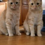 Ritrova il gatto dopo un mese, poi torna a casa quello vero: adesso vivono entrambi con lui