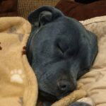 Pitbull dorme nel letto con la proprietaria, lei risponde alle critiche