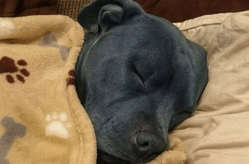 Una donna difende il legame con il suo pitbull dopo le critiche ricevute per averlo lasciato dormire nel letto.