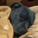 Una donna difende il legame con il suo pitbull dopo le critiche ricevute per averlo lasciato dormire nel letto.