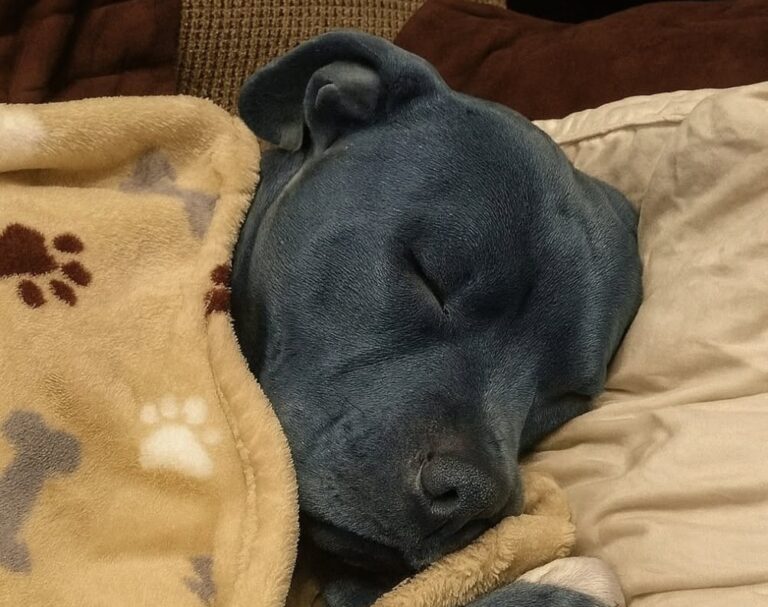 Una donna difende il legame con il suo pitbull dopo le critiche ricevute per averlo lasciato dormire nel letto.