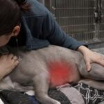 Cane muore per un tumore alla milza non diagnosticato: il dolore del proprietario