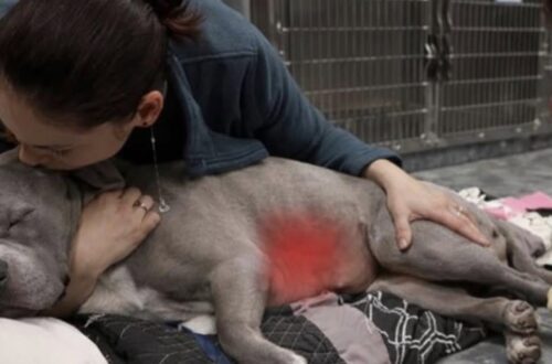 Un cane è morto dopo un’emorragia interna improvvisa causata da un tumore alla milza rimasto silenzioso fino all’ultimo.