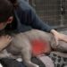 Un cane è morto dopo un’emorragia interna improvvisa causata da un tumore alla milza rimasto silenzioso fino all’ultimo.