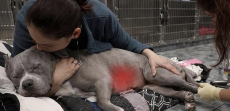 Un cane è morto dopo un’emorragia interna improvvisa causata da un tumore alla milza rimasto silenzioso fino all’ultimo.