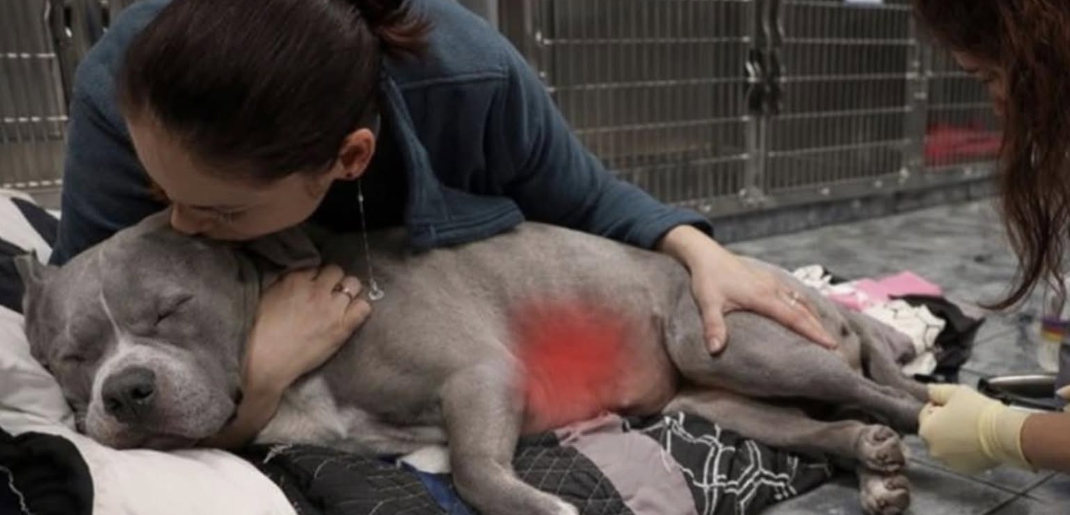 Un cane è morto dopo un’emorragia interna improvvisa causata da un tumore alla milza rimasto silenzioso fino all’ultimo.