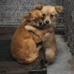 Entrano in rifugio per adottare un cucciolo, tornano a casa con due fratellini inseparabili