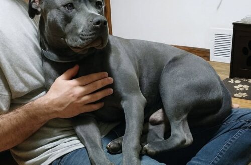 Un cane ha percepito qualcuno alla porta prima del proprietario, mettendosi tra lui e l’ingresso di casa.