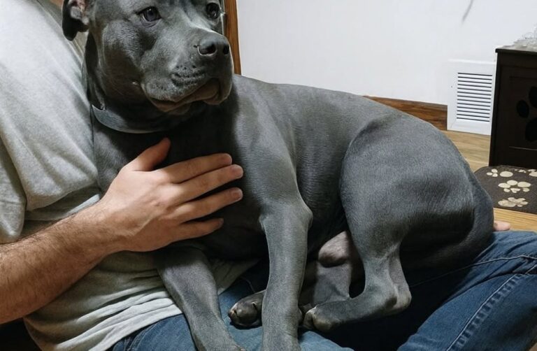 Un cane ha percepito qualcuno alla porta prima del proprietario, mettendosi tra lui e l’ingresso di casa.