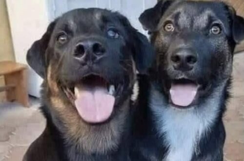 Dopo la perdita di Blade e JD, due cuccioli abbandonati hanno riportato presenza e affetto in una casa segnata dal vuoto.