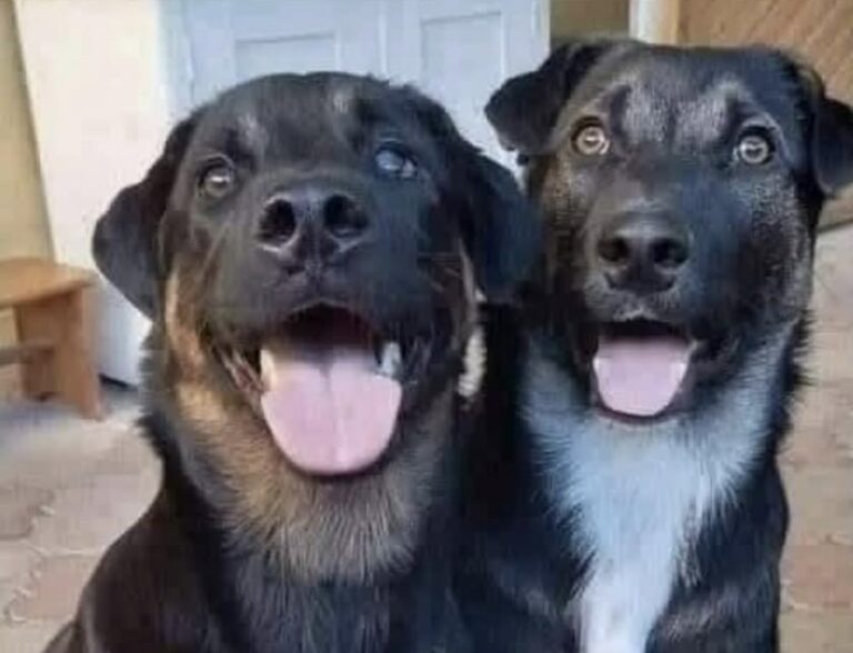 Dopo la perdita di Blade e JD, due cuccioli abbandonati hanno riportato presenza e affetto in una casa segnata dal vuoto.