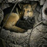 Terremoto, un Golden Retriever resta sotto le macerie per proteggere il gatto di casa
