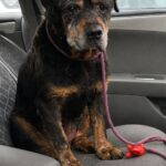 Cane anziano lascia il rifugio dopo quasi un anno: in auto capisce di essere stato scelto