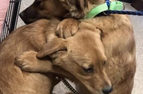 Due cucciole salvate da una situazione difficile sono rimaste sempre unite, fino all’adozione nella stessa casa.