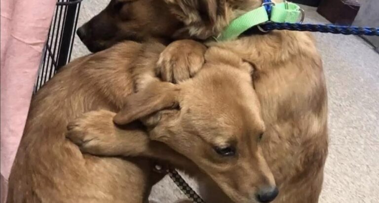 Due cucciole salvate da una situazione difficile sono rimaste sempre unite, fino all’adozione nella stessa casa.
