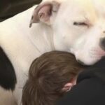 Pitbull salvata dopo i maltrattamenti sceglie di fidarsi: il gesto verso il nuovo proprietario