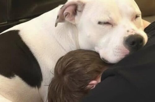 Pitbull salvata dopo i maltrattamenti sceglie di fidarsi: il gesto verso il nuovo proprietario La pitbull era terrorizzata dagli uomini dopo un passato difficile. In tre giorni ha iniziato ad avvicinarsi al marito della nuova famiglia. Era arrivata in casa da appena tre giorni, con una storia già pesante alle spalle. La nuova pitbull bianca e nera, salvata e adottata dal rifugio, era stata riportata indietro due volte. Chi si era occupato di lei aveva avvisato subito la famiglia: il suo rapporto con gli uomini era segnato dalla paura. Secondo quanto riferito dal rifugio, la cagnolina aveva subito maltrattamenti da un precedente proprietario. Da allora, ogni volta che un uomo si avvicinava troppo, si bloccava, tremava e cercava di chiudersi in se stessa. In un episodio aveva anche morso, non per aggressività, ma per panico. La nuova famiglia sapeva che il percorso sarebbe stato lungo. Nessuno si aspettava progressi immediati. Eppure, in pochi giorni, qualcosa ha iniziato a cambiare. La pitbull salvata e la paura degli uomini Il marito della donna che l’ha adottata ha scelto di non forzare alcun contatto. Ogni sera si sedeva sul pavimento, con una coperta, lasciandole spazio e libertà di decidere. Nessun richiamo insistente, nessun gesto improvviso, nessuna pressione. La prima notte la cagnolina è rimasta lontana. La seconda si è avvicinata appena, osservandolo con cautela. Era ancora diffidente, ma non completamente chiusa. Quel piccolo movimento bastava a indicare che stava valutando una possibilità nuova, diversa da ciò che aveva conosciuto prima. Poi, la sera successiva, è arrivato il gesto inatteso. La pitbull si è avvicinata a lui, si è accoccolata al suo fianco e ha appoggiato la testa vicino alla sua. Un contatto semplice, ma enorme per un cane che fino a poco tempo prima tremava davanti alla presenza maschile. Il primo segnale di fiducia in casa La scena è rimasta impressa alla famiglia. Il marito è rimasto quasi immobile per circa un’ora, nonostante il fastidio al collo e le braccia intorpidite, per non interrompere quel momento e non spaventarla. In casa il lavoro continua ogni giorno: routine lente, voce calma, coperte morbide, piccoli premi e soprattutto rispetto dei suoi tempi. La cagnolina resta ancora diffidente con molti uomini e, per ora, non si avvicina al fratello né al suocero della proprietaria. Con il marito, però, il legame sta crescendo rapidamente. Lo segue nelle stanze e di notte dorme con la testa sul suo cuscino. Dopo due adozioni fallite e un passato di paura, ha iniziato a riconoscere in quella presenza un punto sicuro. La sua storia non è ancora conclusa. La guarigione richiederà tempo, costanza e pazienza. Ma quel primo gesto, arrivato dopo appena tre giorni, ha mostrato che anche un cane ferito può tornare a fidarsi quando nessuno pretende di accelerare il suo percorso.
