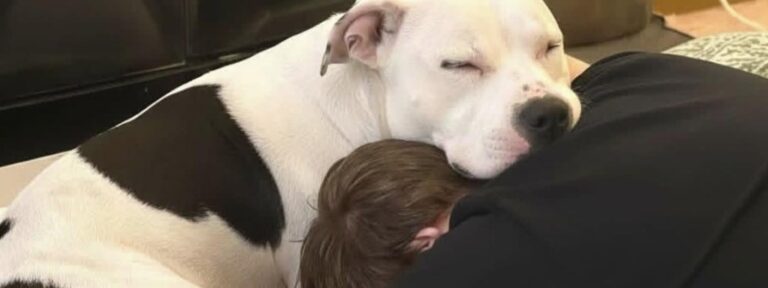 Pitbull salvata dopo i maltrattamenti sceglie di fidarsi: il gesto verso il nuovo proprietario La pitbull era terrorizzata dagli uomini dopo un passato difficile. In tre giorni ha iniziato ad avvicinarsi al marito della nuova famiglia. Era arrivata in casa da appena tre giorni, con una storia già pesante alle spalle. La nuova pitbull bianca e nera, salvata e adottata dal rifugio, era stata riportata indietro due volte. Chi si era occupato di lei aveva avvisato subito la famiglia: il suo rapporto con gli uomini era segnato dalla paura. Secondo quanto riferito dal rifugio, la cagnolina aveva subito maltrattamenti da un precedente proprietario. Da allora, ogni volta che un uomo si avvicinava troppo, si bloccava, tremava e cercava di chiudersi in se stessa. In un episodio aveva anche morso, non per aggressività, ma per panico. La nuova famiglia sapeva che il percorso sarebbe stato lungo. Nessuno si aspettava progressi immediati. Eppure, in pochi giorni, qualcosa ha iniziato a cambiare. La pitbull salvata e la paura degli uomini Il marito della donna che l’ha adottata ha scelto di non forzare alcun contatto. Ogni sera si sedeva sul pavimento, con una coperta, lasciandole spazio e libertà di decidere. Nessun richiamo insistente, nessun gesto improvviso, nessuna pressione. La prima notte la cagnolina è rimasta lontana. La seconda si è avvicinata appena, osservandolo con cautela. Era ancora diffidente, ma non completamente chiusa. Quel piccolo movimento bastava a indicare che stava valutando una possibilità nuova, diversa da ciò che aveva conosciuto prima. Poi, la sera successiva, è arrivato il gesto inatteso. La pitbull si è avvicinata a lui, si è accoccolata al suo fianco e ha appoggiato la testa vicino alla sua. Un contatto semplice, ma enorme per un cane che fino a poco tempo prima tremava davanti alla presenza maschile. Il primo segnale di fiducia in casa La scena è rimasta impressa alla famiglia. Il marito è rimasto quasi immobile per circa un’ora, nonostante il fastidio al collo e le braccia intorpidite, per non interrompere quel momento e non spaventarla. In casa il lavoro continua ogni giorno: routine lente, voce calma, coperte morbide, piccoli premi e soprattutto rispetto dei suoi tempi. La cagnolina resta ancora diffidente con molti uomini e, per ora, non si avvicina al fratello né al suocero della proprietaria. Con il marito, però, il legame sta crescendo rapidamente. Lo segue nelle stanze e di notte dorme con la testa sul suo cuscino. Dopo due adozioni fallite e un passato di paura, ha iniziato a riconoscere in quella presenza un punto sicuro. La sua storia non è ancora conclusa. La guarigione richiederà tempo, costanza e pazienza. Ma quel primo gesto, arrivato dopo appena tre giorni, ha mostrato che anche un cane ferito può tornare a fidarsi quando nessuno pretende di accelerare il suo percorso.