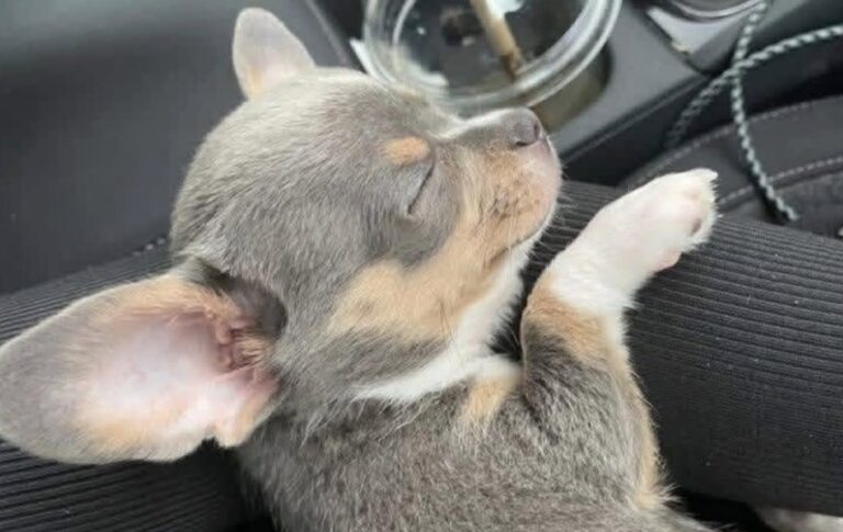 Tico era solo, infreddolito e fragile. Il salvataggio sul ciglio della strada gli ha dato una casa e una nuova sicurezza.