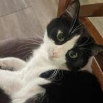La vicina muore e la sua gattina resta sola, poi arriva una nuova casa
