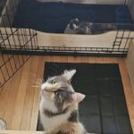 La salva dalla pioggia, due mesi dopo scopre che la gatta è incinta e partorisce due gattini
