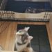Una gatta randagia, accolta durante una notte di pioggia, ha trovato casa e ha dato alla luce due piccoli.