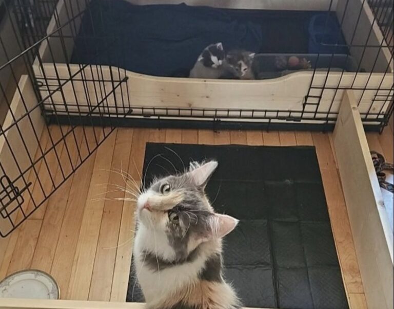 Una gatta randagia, accolta durante una notte di pioggia, ha trovato casa e ha dato alla luce due piccoli.