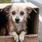 Lucky trovata in una scatola sul ciglio della strada, ora vive al sicuro