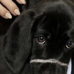 Norman trovato ferito e affamato, il cucciolo segnato dal collare a strozzo