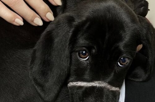 Norman trovato ferito e affamato, il cucciolo segnato dal collare a strozzo Norman è stato salvato dopo giorni di dolore: il collare gli aveva ferito il muso e reso difficile persino respirare. La cicatrice bianca sul muso racconta ancora una parte della sua storia. Norman era un cucciolo quando è stato trovato solo, affamato e ferito, con i segni profondi di un collare a strozzo che gli aveva inciso la pelle e gli aveva stretto la bocca fino a impedirgli di guaire, bere e respirare normalmente. Camminava senza una meta, stordito dal caldo e dalla fame. Le mosche gli si posavano sul viso, mentre il dolore continuava a bruciare a ogni movimento. Non c’era nessuno accanto a lui, nessuna mano familiare, nessun riparo. Solo la strada e un’attesa destinata a restare vuota. Norman salvato dopo le ferite del collare Quando qualcuno si è avvicinato per aiutarlo, Norman ha tremato. Dopo ciò che aveva vissuto, anche un gesto gentile poteva sembrargli una minaccia. La paura era diventata una difesa naturale, il modo con cui un cucciolo provava a proteggersi da altro dolore. Le sue condizioni erano delicate. La pelle era irritata, il corpo provato, lo stomaco vuoto. Il collare gli aveva lasciato ferite visibili, ma la parte più difficile da curare era quella legata alla fiducia. La nuova sicurezza e le paure che restano Oggi Norman è al sicuro. Ha ricevuto cure, protezione e un posto dove non deve più lottare per sopravvivere. Eppure il passato non scompare in fretta. Alcune notti si sveglia agitato, come se la strada fosse ancora lì, insieme al caldo, alla fame e al terrore di essere stato dimenticato. La sua storia mostra quanto possano essere profonde le conseguenze di un maltrattamento. Per un animale così giovane, il recupero non passa soltanto dalle medicazioni, ma da una presenza costante, da gesti lenti e da una quotidianità capace di restituire sicurezza. Norman porta ancora sul muso il segno di ciò che ha subito. Ma oggi quel segno non racconta solo la violenza del passato: racconta anche il momento in cui qualcuno si è fermato e ha scelto di salvarlo.
