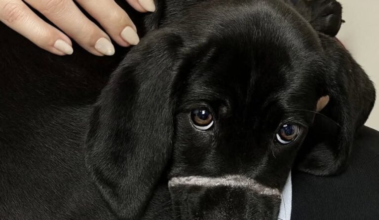 Norman trovato ferito e affamato, il cucciolo segnato dal collare a strozzo Norman è stato salvato dopo giorni di dolore: il collare gli aveva ferito il muso e reso difficile persino respirare. La cicatrice bianca sul muso racconta ancora una parte della sua storia. Norman era un cucciolo quando è stato trovato solo, affamato e ferito, con i segni profondi di un collare a strozzo che gli aveva inciso la pelle e gli aveva stretto la bocca fino a impedirgli di guaire, bere e respirare normalmente. Camminava senza una meta, stordito dal caldo e dalla fame. Le mosche gli si posavano sul viso, mentre il dolore continuava a bruciare a ogni movimento. Non c’era nessuno accanto a lui, nessuna mano familiare, nessun riparo. Solo la strada e un’attesa destinata a restare vuota. Norman salvato dopo le ferite del collare Quando qualcuno si è avvicinato per aiutarlo, Norman ha tremato. Dopo ciò che aveva vissuto, anche un gesto gentile poteva sembrargli una minaccia. La paura era diventata una difesa naturale, il modo con cui un cucciolo provava a proteggersi da altro dolore. Le sue condizioni erano delicate. La pelle era irritata, il corpo provato, lo stomaco vuoto. Il collare gli aveva lasciato ferite visibili, ma la parte più difficile da curare era quella legata alla fiducia. La nuova sicurezza e le paure che restano Oggi Norman è al sicuro. Ha ricevuto cure, protezione e un posto dove non deve più lottare per sopravvivere. Eppure il passato non scompare in fretta. Alcune notti si sveglia agitato, come se la strada fosse ancora lì, insieme al caldo, alla fame e al terrore di essere stato dimenticato. La sua storia mostra quanto possano essere profonde le conseguenze di un maltrattamento. Per un animale così giovane, il recupero non passa soltanto dalle medicazioni, ma da una presenza costante, da gesti lenti e da una quotidianità capace di restituire sicurezza. Norman porta ancora sul muso il segno di ciò che ha subito. Ma oggi quel segno non racconta solo la violenza del passato: racconta anche il momento in cui qualcuno si è fermato e ha scelto di salvarlo.