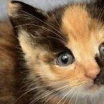 La gattina Ember abbandonata vicino a un bidone trova una nuova casa