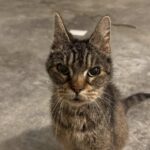 Gatto randagio affettuoso trovato per strada, il dolore dopo l’affido al rifugio