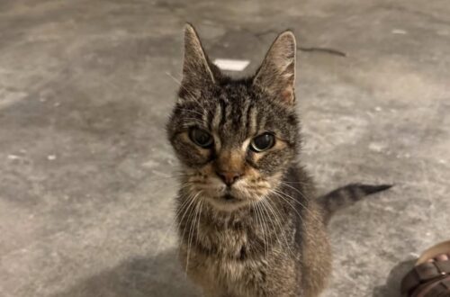 Un gatto randagio senza collare né microchip è stato soccorso per una notte, poi affidato a un rifugio per ricevere cure.