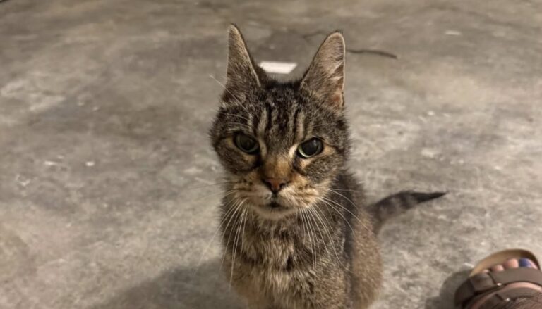 Un gatto randagio senza collare né microchip è stato soccorso per una notte, poi affidato a un rifugio per ricevere cure.