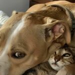 Cagnolina gettata da un’auto trova casa e un’amica inseparabile in una gatta