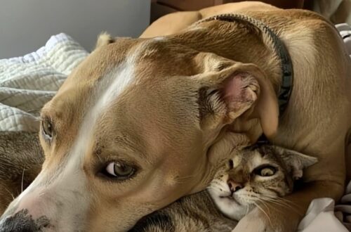 Ferita e abbandonata sul ciglio della strada, la cagnolina è stata salvata e oggi vive accanto alla sua nuova compagna felina.