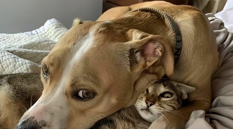 Ferita e abbandonata sul ciglio della strada, la cagnolina è stata salvata e oggi vive accanto alla sua nuova compagna felina.