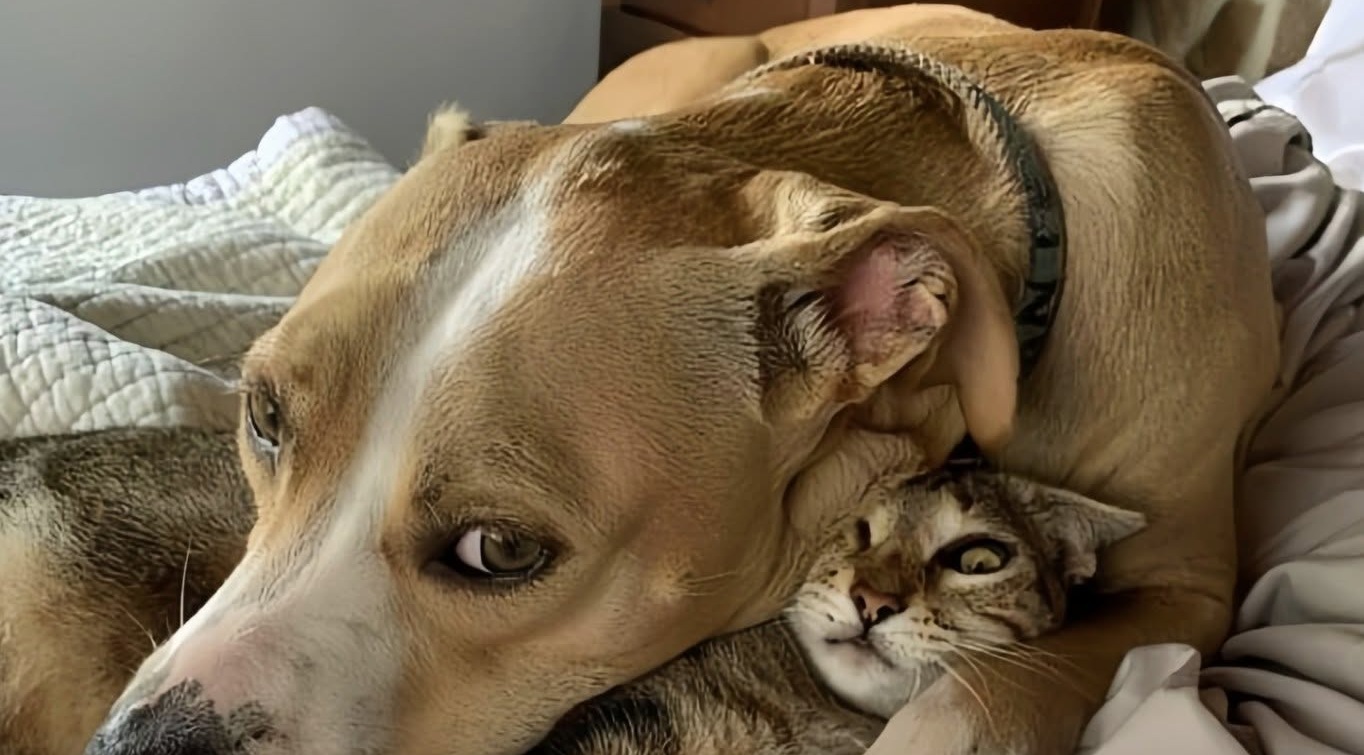 Ferita e abbandonata sul ciglio della strada, la cagnolina è stata salvata e oggi vive accanto alla sua nuova compagna felina.