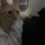 Undici ore in aereo accanto a un gatto: il viaggio diventa un incontro inatteso