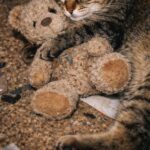 Gatto salvato dall’abbandono, non lascia mai il suo vecchio orsacchiotto