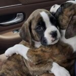 Due cuccioli di Boxer adottati insieme dopo la morte della mamma