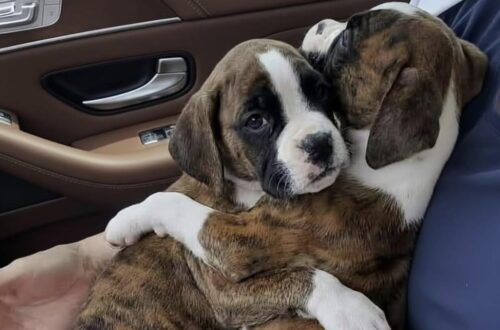 Due cuccioli di Boxer adottati insieme dopo la morte della mamma Una coppia era andata al rifugio per adottare un solo cucciolo, ma il legame tra i due Boxer ha cambiato la decisione. Erano arrivati al rifugio con un’idea precisa: adottare un cucciolo e riportarlo a casa. Una scelta pensata, desiderata, già immaginata nei dettagli. Poi, davanti a due piccoli Boxer appena salvati, tutto è cambiato. I cuccioli avevano da poco perso la mamma in un tragico incidente. Erano ancora molto piccoli e si erano ritrovati improvvisamente senza il loro punto di riferimento. Nel rifugio restavano vicini, cercandosi di continuo, come se la presenza dell’altro fosse l’unica sicurezza rimasta. I due cuccioli di Boxer e il legame impossibile da dividere All’inizio la coppia pensava di adottare soltanto una femminuccia. Quando l’hanno presa in braccio, però, è stato subito chiaro quanto fosse forte il legame con il fratellino. La piccola si aggrappava a lui, intrecciando le zampette e cercando il suo contatto. Non era solo paura. Era abitudine, protezione, bisogno di non restare sola dopo una perdita già troppo grande per due cuccioli. Separarli avrebbe significato togliere a entrambi l’unica presenza familiare rimasta. Davanti a quella scena, la decisione è cambiata. La coppia ha capito di non poter spezzare quel rapporto e ha scelto di adottarli entrambi. Il viaggio verso casa insieme La conferma è arrivata durante il viaggio di ritorno. I due piccoli Boxer sono rimasti stretti l’uno all’altra, finalmente lontani dal rifugio e diretti verso una casa. Non c’era più il rischio di separarli, né l’incertezza di restare in attesa. Per chi li ha accolti, quella immagine ha chiuso ogni dubbio. Erano andati al rifugio per un solo cucciolo, ma sono tornati con due fratelli inseparabili. Dopo la perdita della madre e il salvataggio, i piccoli hanno potuto iniziare una nuova vita senza doversi dividere. La loro storia racconta una scelta nata in pochi minuti, davanti a un legame evidente: due cuccioli fragili, uniti dalla stessa perdita, che hanno trovato casa insieme.
