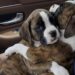 Due cuccioli di Boxer adottati insieme dopo la morte della mamma Una coppia era andata al rifugio per adottare un solo cucciolo, ma il legame tra i due Boxer ha cambiato la decisione. Erano arrivati al rifugio con un’idea precisa: adottare un cucciolo e riportarlo a casa. Una scelta pensata, desiderata, già immaginata nei dettagli. Poi, davanti a due piccoli Boxer appena salvati, tutto è cambiato. I cuccioli avevano da poco perso la mamma in un tragico incidente. Erano ancora molto piccoli e si erano ritrovati improvvisamente senza il loro punto di riferimento. Nel rifugio restavano vicini, cercandosi di continuo, come se la presenza dell’altro fosse l’unica sicurezza rimasta. I due cuccioli di Boxer e il legame impossibile da dividere All’inizio la coppia pensava di adottare soltanto una femminuccia. Quando l’hanno presa in braccio, però, è stato subito chiaro quanto fosse forte il legame con il fratellino. La piccola si aggrappava a lui, intrecciando le zampette e cercando il suo contatto. Non era solo paura. Era abitudine, protezione, bisogno di non restare sola dopo una perdita già troppo grande per due cuccioli. Separarli avrebbe significato togliere a entrambi l’unica presenza familiare rimasta. Davanti a quella scena, la decisione è cambiata. La coppia ha capito di non poter spezzare quel rapporto e ha scelto di adottarli entrambi. Il viaggio verso casa insieme La conferma è arrivata durante il viaggio di ritorno. I due piccoli Boxer sono rimasti stretti l’uno all’altra, finalmente lontani dal rifugio e diretti verso una casa. Non c’era più il rischio di separarli, né l’incertezza di restare in attesa. Per chi li ha accolti, quella immagine ha chiuso ogni dubbio. Erano andati al rifugio per un solo cucciolo, ma sono tornati con due fratelli inseparabili. Dopo la perdita della madre e il salvataggio, i piccoli hanno potuto iniziare una nuova vita senza doversi dividere. La loro storia racconta una scelta nata in pochi minuti, davanti a un legame evidente: due cuccioli fragili, uniti dalla stessa perdita, che hanno trovato casa insieme.