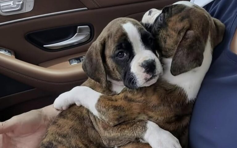 Due cuccioli di Boxer adottati insieme dopo la morte della mamma Una coppia era andata al rifugio per adottare un solo cucciolo, ma il legame tra i due Boxer ha cambiato la decisione. Erano arrivati al rifugio con un’idea precisa: adottare un cucciolo e riportarlo a casa. Una scelta pensata, desiderata, già immaginata nei dettagli. Poi, davanti a due piccoli Boxer appena salvati, tutto è cambiato. I cuccioli avevano da poco perso la mamma in un tragico incidente. Erano ancora molto piccoli e si erano ritrovati improvvisamente senza il loro punto di riferimento. Nel rifugio restavano vicini, cercandosi di continuo, come se la presenza dell’altro fosse l’unica sicurezza rimasta. I due cuccioli di Boxer e il legame impossibile da dividere All’inizio la coppia pensava di adottare soltanto una femminuccia. Quando l’hanno presa in braccio, però, è stato subito chiaro quanto fosse forte il legame con il fratellino. La piccola si aggrappava a lui, intrecciando le zampette e cercando il suo contatto. Non era solo paura. Era abitudine, protezione, bisogno di non restare sola dopo una perdita già troppo grande per due cuccioli. Separarli avrebbe significato togliere a entrambi l’unica presenza familiare rimasta. Davanti a quella scena, la decisione è cambiata. La coppia ha capito di non poter spezzare quel rapporto e ha scelto di adottarli entrambi. Il viaggio verso casa insieme La conferma è arrivata durante il viaggio di ritorno. I due piccoli Boxer sono rimasti stretti l’uno all’altra, finalmente lontani dal rifugio e diretti verso una casa. Non c’era più il rischio di separarli, né l’incertezza di restare in attesa. Per chi li ha accolti, quella immagine ha chiuso ogni dubbio. Erano andati al rifugio per un solo cucciolo, ma sono tornati con due fratelli inseparabili. Dopo la perdita della madre e il salvataggio, i piccoli hanno potuto iniziare una nuova vita senza doversi dividere. La loro storia racconta una scelta nata in pochi minuti, davanti a un legame evidente: due cuccioli fragili, uniti dalla stessa perdita, che hanno trovato casa insieme.