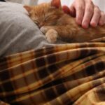 Il cucciolo si addormenta sul petto e trova finalmente un rifugio sicuro